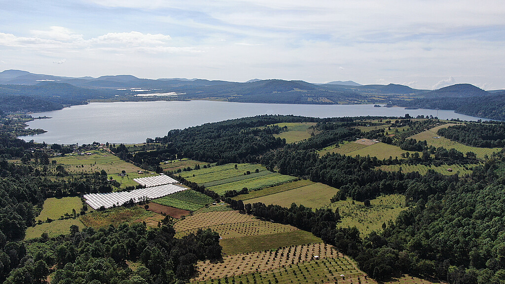 Fruit from a poisonous tree Avocados and the rise of transnational drug trafficking ADN América